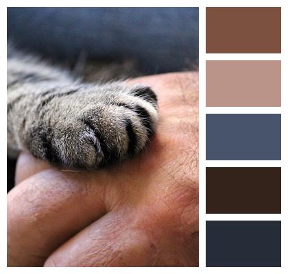 Hand Cat Cat'S Paw Image